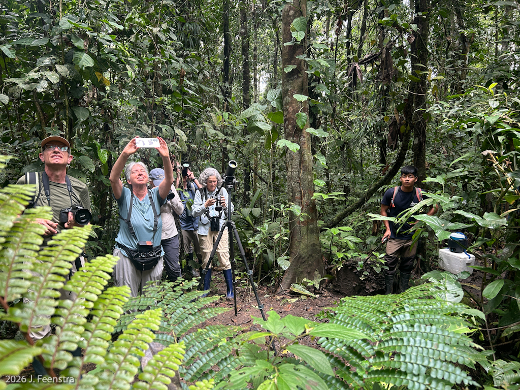 The gang watches Crested Owls sleep