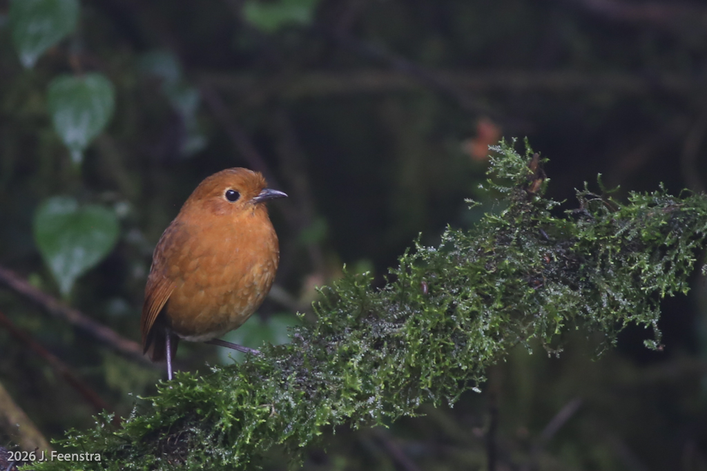 Equatorial Antpitta