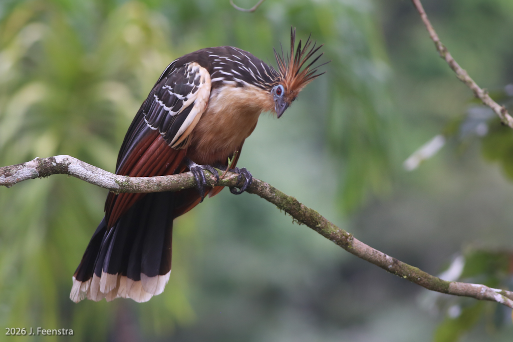 Hoatzin
