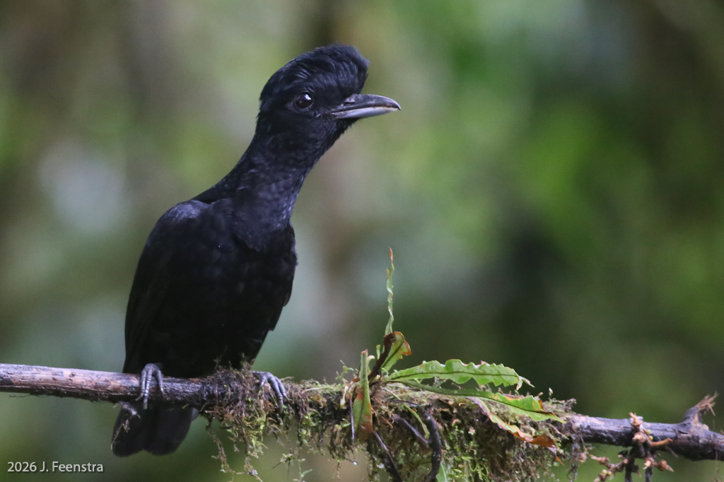 Long-wattled Umbrellabird
