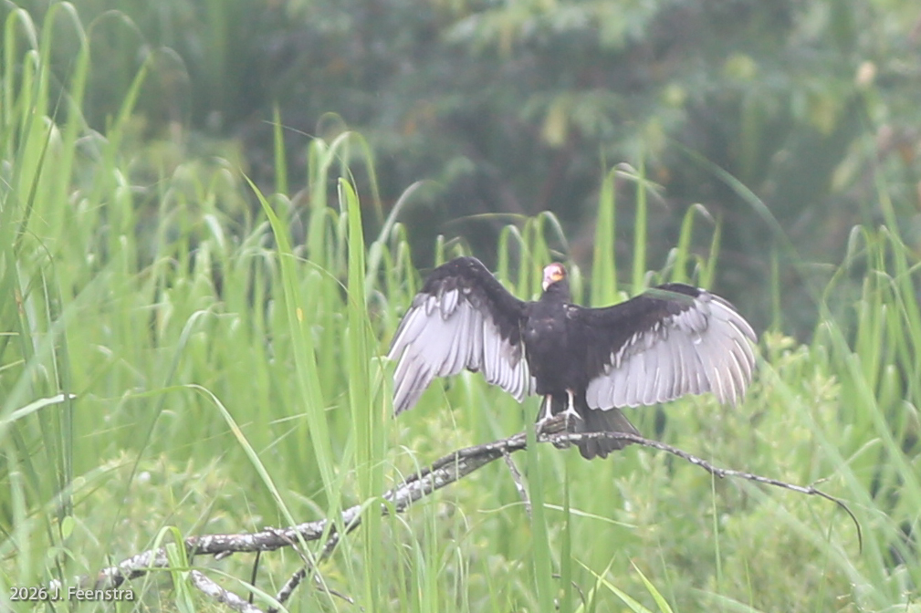 Lesser Yellow-headed Vulture