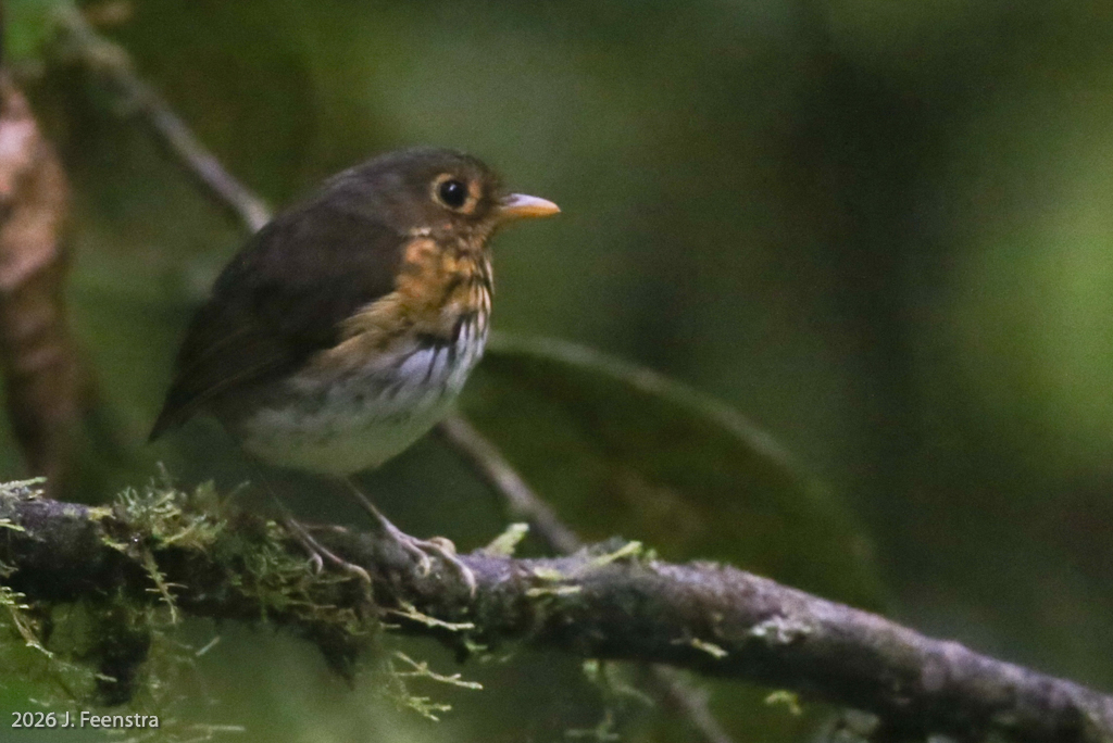 Ochre-breasted Antpitta