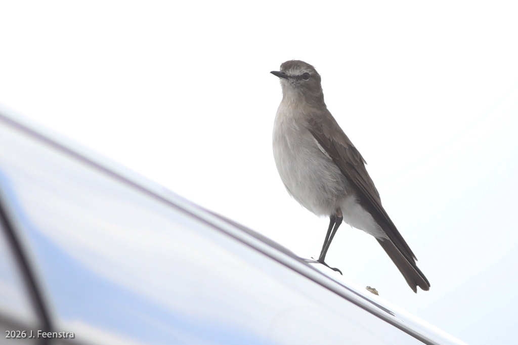 Plain-capped Ground-Tyrant