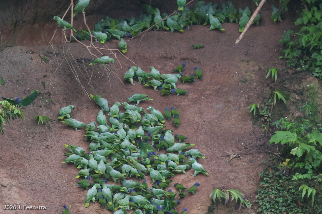Blue-headed and Mealy Parrots