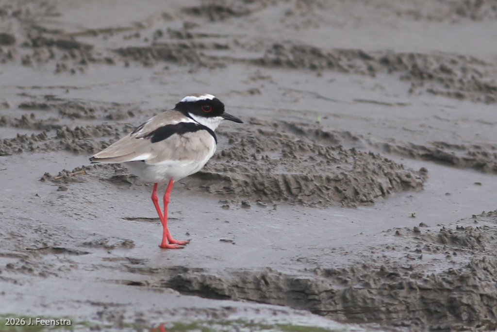 Pied Plover