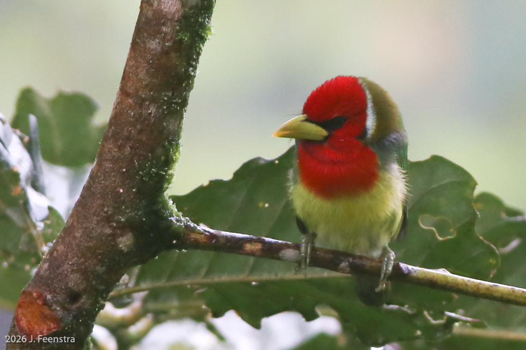 Red-headed Barbet