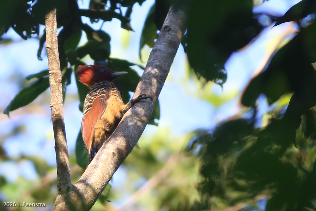 Rufous-headed Woodpecker