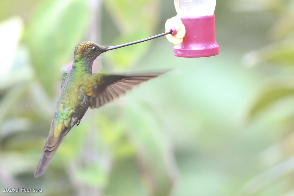 Sword-billed Hummingbird
