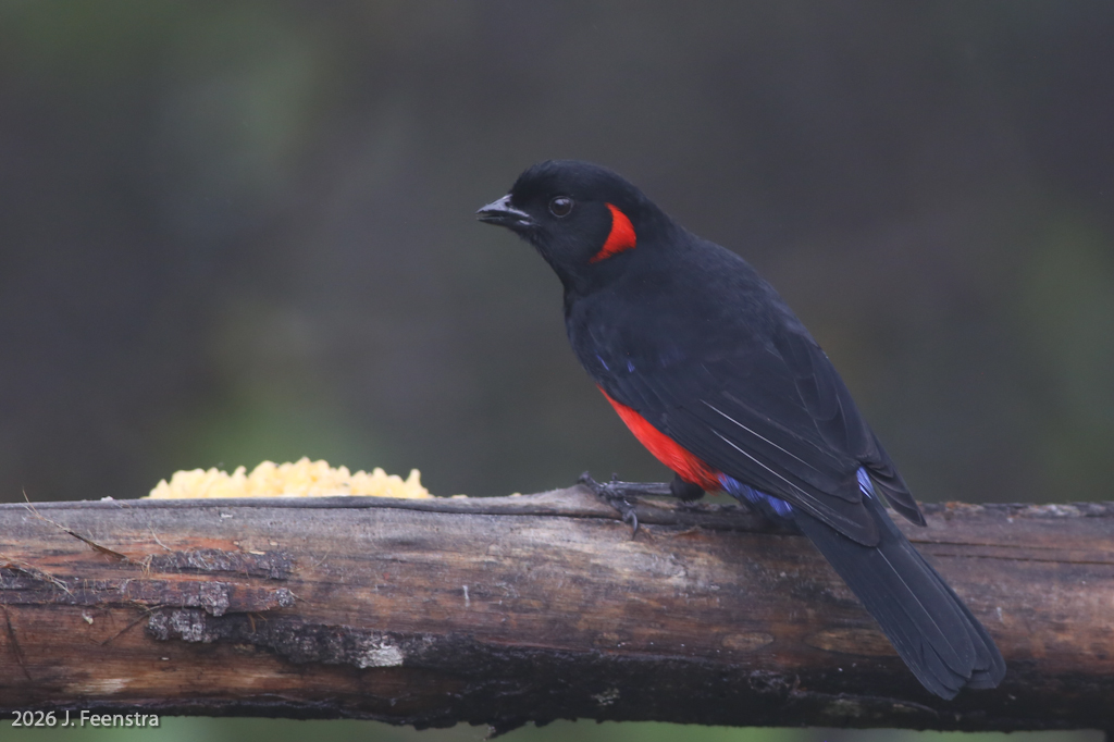 Scarlet-bellied Mountain-Tanager