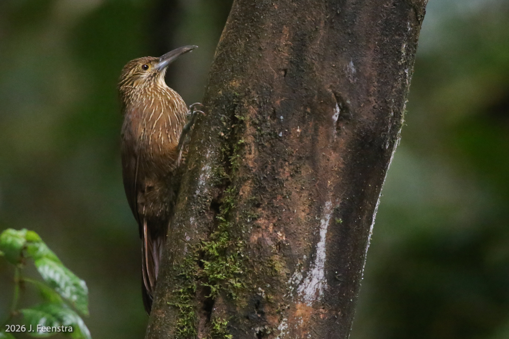Strong-billed Woodcreeper