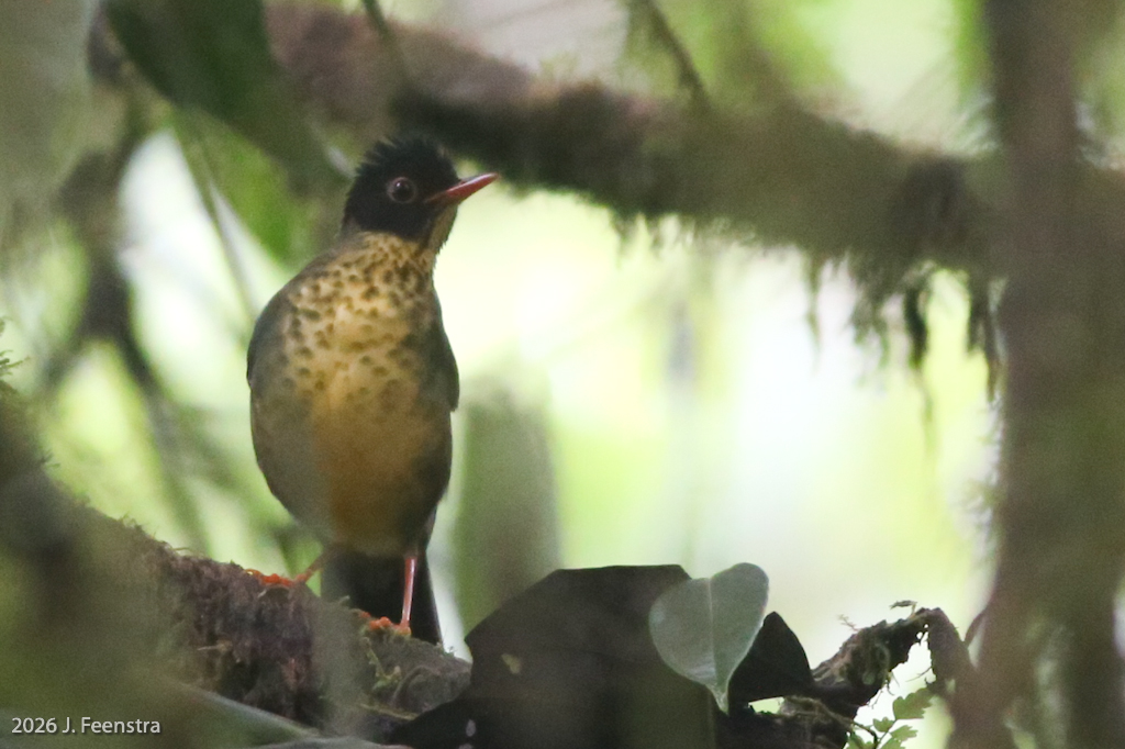 Speckled Nightingale-Thrush