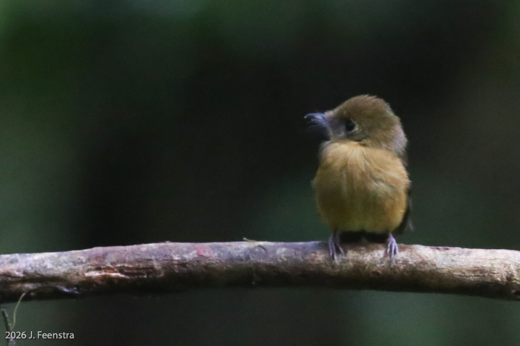 Tawny-breasted Flycatcher
