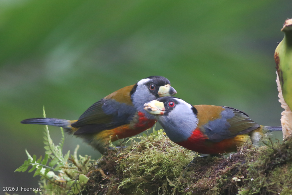 Toucan Barbets