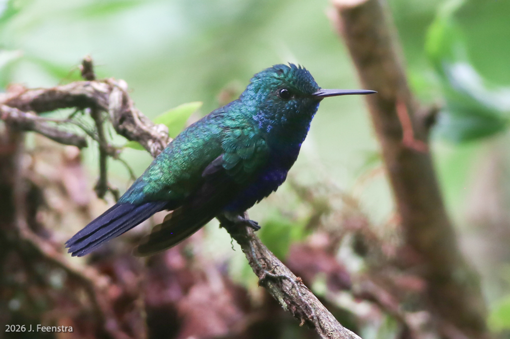 Violet-bellied Hummingbird