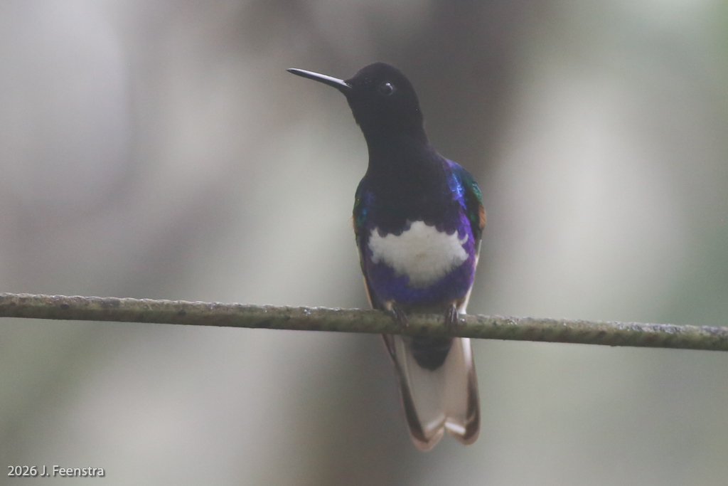 leucistic Velvet-purple Coronet