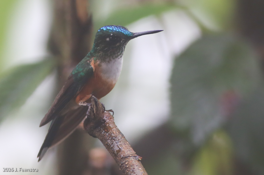 Violet-tailed Sylph, female