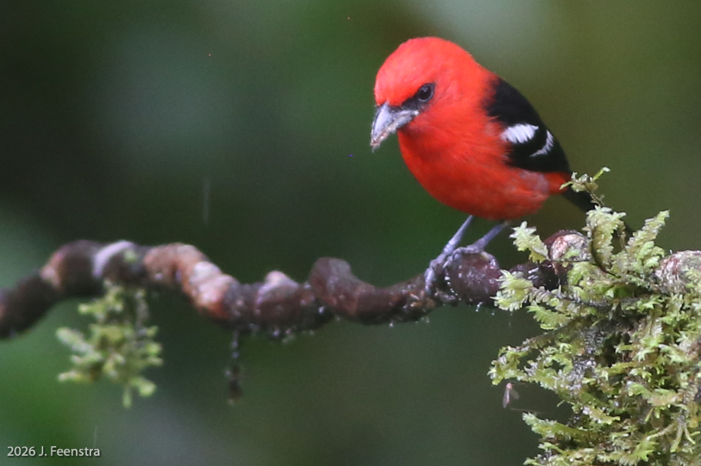 White-winged Tanager