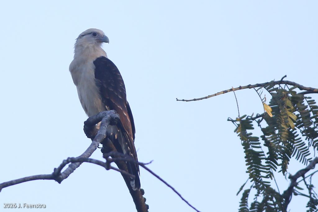 Yellow-headed Caracara