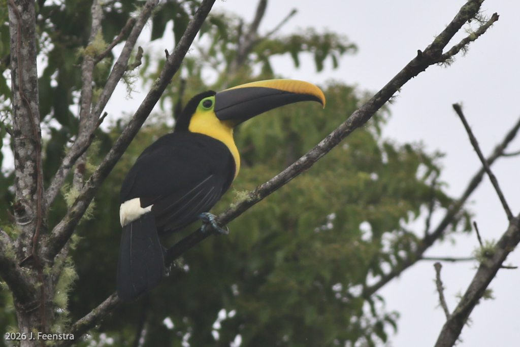 Yellow-throated Toucan